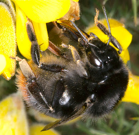 Bombus lapidarius queen.  Bumblebee.  West Wickham Common, 21 March 2012.