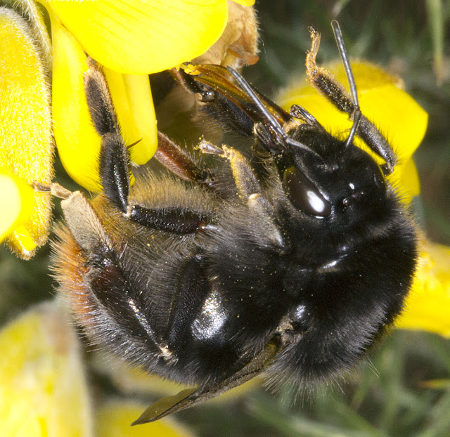 Bombus lapidarius queen.  Bumblebee.  West Wickham Common, 21 March 2012.