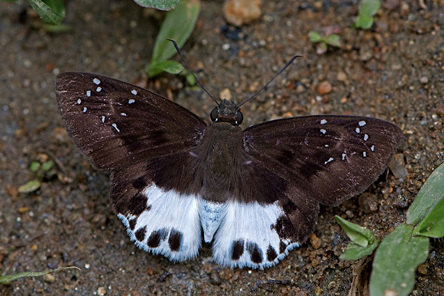 Tagiades vajuna the Water Snow Flat butterfly