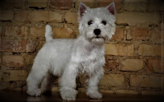 West Highland White Terrier history The West Highland White Terrier was born in Scotland - the inhabitants of this beautiful mountain country valued these small dogs first, for their ability to catch rats, badgers, foxes, and otters, and secondly - for their cheerful, cheerful temper. Catching rodents in barns and pantries was a very important business, as the quality and quantity of food, depended on the life of the family in winter. The West Highland White Terrier has the same roots as the dandy dinmont terrier, Sky Terrier, Scotch Terrier, and Cairn Terriers - all of them are considered different branches of the same breed.  The earliest evidence of the appearance of the West Highland White Terrier dates back to the 16th century when James I of the Scrimjour clan gave one such dog to the King of France. Moreover, in those distant times, the breed did not have a pure white color of wool, and dogs could be of different shades. However, there is a legend that tells why all colors remained only white.  One day, Colonel Malcolm from the town of Poltalloch hunted and saw a fox hiding behind a pyramid of stones. He shot and killed the animal. However, coming closer the colonel saw that it was not a fox, and his dog - since then, the West Highland Terrier also acquired the word white (white) in the name of the breed.  Colonel Malcolm, being an enthusiastic breeder and an influential man, set about eradicating other breeds so that such cases could not happen in principle. After all, a snow-white dog can not be confused with a fox or a badger. The West Highland White Terrier was recognized by England Kennel Club under its current name in 1906. He was also formerly known as the Poltalloch Terrier and the Pink Terrier.   Characteristics of the breed popularity                                                           08/10  training                                                                05/10  size                                                                        02/10  mind                                                                     05/10  protection                                                          10/10  Relationships with children                         10/10  Dexterity                                                             06/10     Breed information country  Scotland  lifetime  12-16 years old  height  Males: 34-41 cm Bitches: 34-41 cm  weight  Males: 7-10 kg Suki: 7-10 kg  Longwool  Short  Color  White  price  600 - 2000 $  description West Highland White Terrier - these are small dogs, with a strong physique, and sometimes can be prone to excess weight. The head is round, the muzzle is short, with a lush mustache, and the ears are standing triangular, small. The limbs are medium, and the tail is medium. The wool is wavy and white.     West Highland White Terrier dog history, breed information, description, personality, teaching, common diseases and care.  personality The West Highland White Terrier is a very funny, fun, and cheerful breed. They are also called abbreviated and affectionate - dog "lead." These dogs are always happy to play, they like to fool around and have fun, and they do not need company. The animal may well find occupation on its own, if he will have a toy, a stick, a plastic bottle - in principle, it does not matter what. Even soft toys are quite suitable.  Therefore, it is better to put soft toys in such a place that the dog did not get to them. Better yet, to highlight a few soft toys, and be prepared for the fact that it will tear them apart with a happy look - affects the hunting past. Breed lead loves walks and has a lot of energy, so you need to pay attention to active games.  This little terrier can be very opinionated, despite its modest size being bold and having your own opinion regarding your wishes or commands. His playful temper can sometimes be snooty when it comes to other dogs on the walk or people he for some reason did not like.  In order to make the character more harmonious, it requires proper education and early socialization, as well as most other breeds of dogs. Basically, bullying towards other dogs manifests itself as same-sex aggression, but with strangers' negative attitudes - a rare phenomenon, but possible. If they are friends of the family who came to visit you, most likely the dog will try to make friends with them, will be positive, and will try to play.  The breed of West Highland White Terrier is good for children, in large part because it sees them as like-minded in terms of games. These dogs are always happy to play and generally have fun and will go with you to the end of the world, curiously learning all around. They are delighted with the adventures, new places, people, walking in the park, or going to visit. Members of their family are affectionate, but sometimes their self-confidence can be a problem. For example, when a dog at all costs wants to sleep with you in the same bed, and can not even imagine that you - against.     West Highland White Terrier dog history, breed information, description, personality, teaching, common diseases and care.  teaching Training can be difficult because of the assertive, self-confident nature of the dog. Especially causes them stubbornness and desire to fight abuse, injustice, and boring, monotonous, long occupations, when the owner himself does not show flexibility and does not know how to find an approach to the animal.  That is, you have to be a consistent and assertive owner who knows what he wants and knows how to achieve his, but at the same time maintain adequacy, not be nervous, and have patience. In addition, you can not do without a sense of humor with this breed. They need to train basic teams, focus on cancellation commands, and constantly monitor behavior to form the right character and thereby rid themselves of a lot of unnecessary problems.  As we have said above, first of all, you will need to fight with self-confidence and sometimes even too brazen character. Classes do not need to do too long, alternate them with game tasks in which you can weave commands.     care The West Highland White Terrier is a breed of dog with wavy hair that will require you to comb 3 times a week. And maybe haircuts. These animals need not only be calculated but also combed, disassembling the tangled areas with your fingers. Bathing a dog is required at least once a week, but it is better more often, as most likely it will have close contact with you and your children, and perhaps even sleep in the same bed. The claws are trimmed 3 times a month, the eyes are cleaned daily, and the ears - 3 times a week.     Common diseases Breed lead has health problems, although, do not think that buying a dog, all these sores will fall like snow on your head - not at all. But some of them, indeed, can manifest themselves:  craniomandibular osteopathy; Legg-Calve-Perthes disease (Legg Calve Of Perth); cataract; pulmonary fibrosis: This disease is also known as "lung disease to lead." This disease leads to scarring on the supporting tissue in the air sacs and connective tissue of the lungs. Further, the lungs lose elasticity, which prevents the normal flow of oxygen into the blood. Symptoms: may include loss of stamina, rapid breathing, crackling in the lungs, dry cough, shortness of breath, and shortness of breath. They manifest differently in different dogs, and many individuals do not show the disease for many years. Pulmonary fibrosis can lead to heart failure and other diseases. Prevention: there is no cure today, and the prognosis is always negative, so prevention is crucial. Preventing any respiratory infections, limiting exercise, and maintaining a healthy weight (or weight loss for overweight dogs) are key. The disease is sometimes treated, by keeping cool in the house and using bronchial extenders. Treatment is more successful if the disease is diagnosed at an early stage before the scars get out of control; knee dislocation - also known as compressed knee joints; hip dysplasia - this breed is not very common.