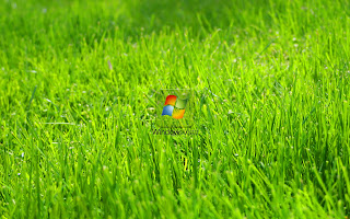 Grass Wallpapers