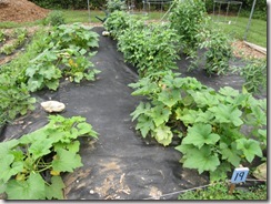 Bolton Community Garden in August