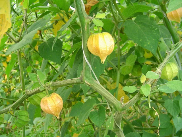 Dicas e cuidados sobre o Fisalis ou Physalis sp Alquenquenje, Balão