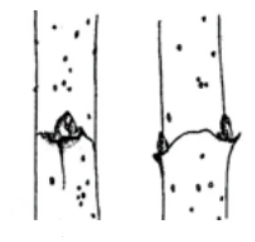 Почки и листовой рубец клёна приречного