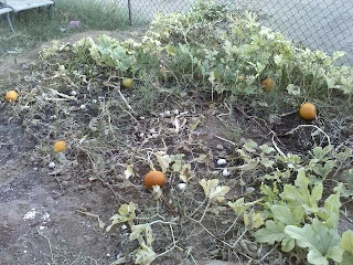 drying pumpkin patch