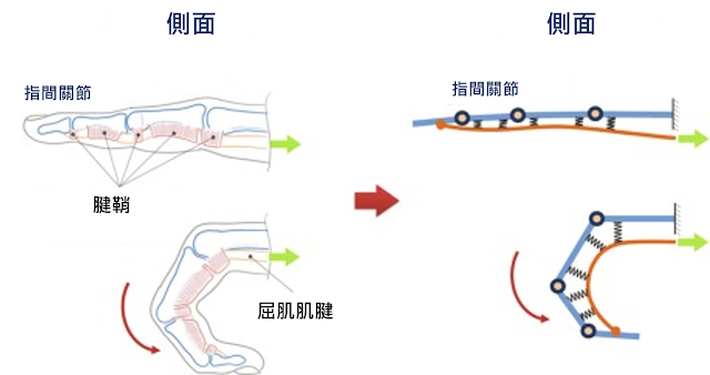 圖片來源：Zhe Xu, in Human Inspired Dexterity in Robotic Manipulation, 2018