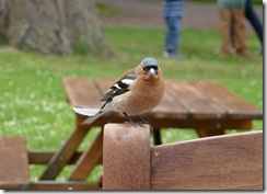 balmoral chaffinch