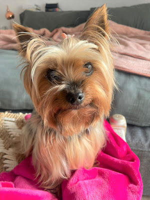 Holly 8 year old female Yorkie