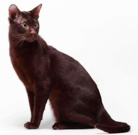 Gambar Kucing Havana Brown