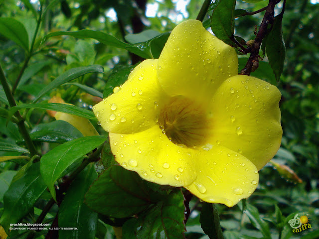 The Golden Trumpet - Yellow Bell flower (Allamanda cathartica) after rain