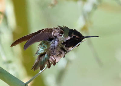 Photo of Costa's Hummingbird