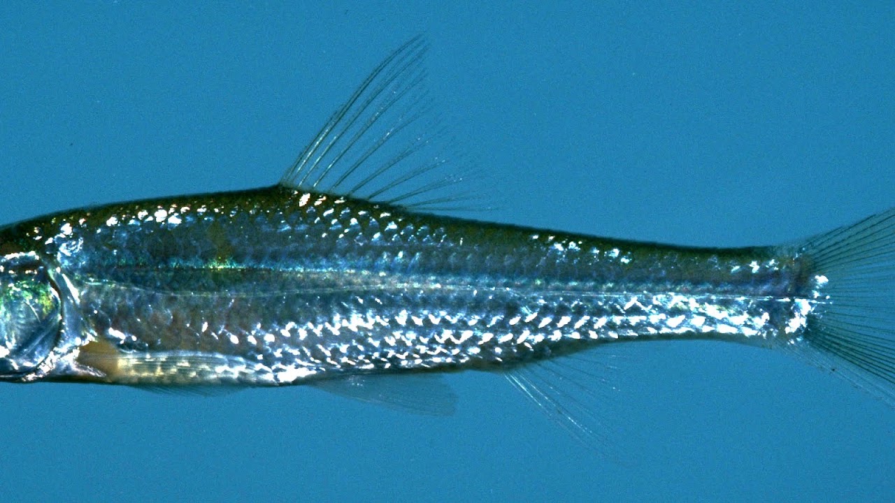 Endangered species - Endangered Fishes