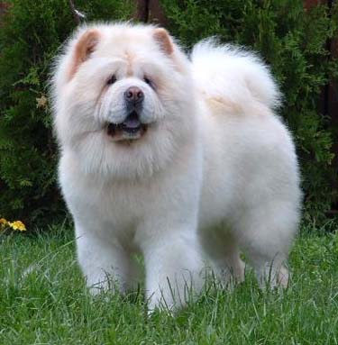 Chow Chow Puppies on Chow Chow   Top Dogs And Puppies