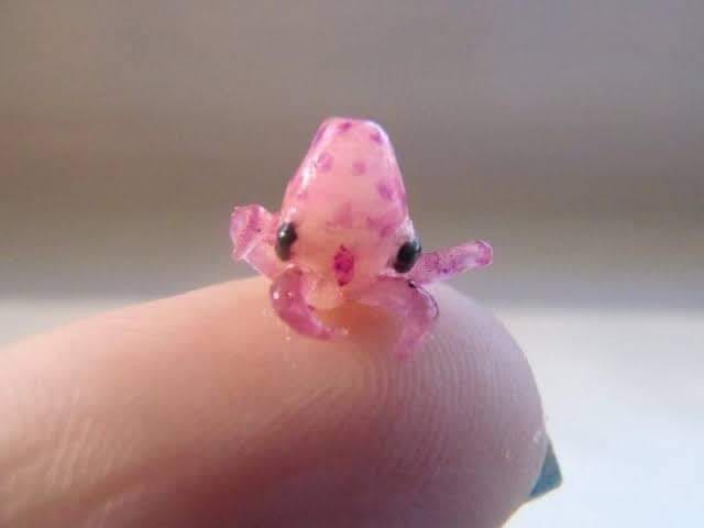 Happy octopus baby
