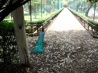 A colorful peacock facing a lit path in Morelia zoo