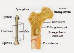 ANATOMI Anatomi Fisiologi Sistem Gerak ANATOMI Anatomi Fisiologi Sistem Gerak