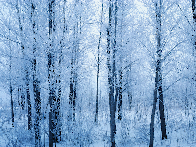 forest wallpaper. winter forest wallpaper