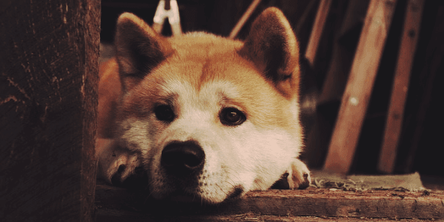 Gerçek Yaşamdan Uyarlanan Köpek Filmleri