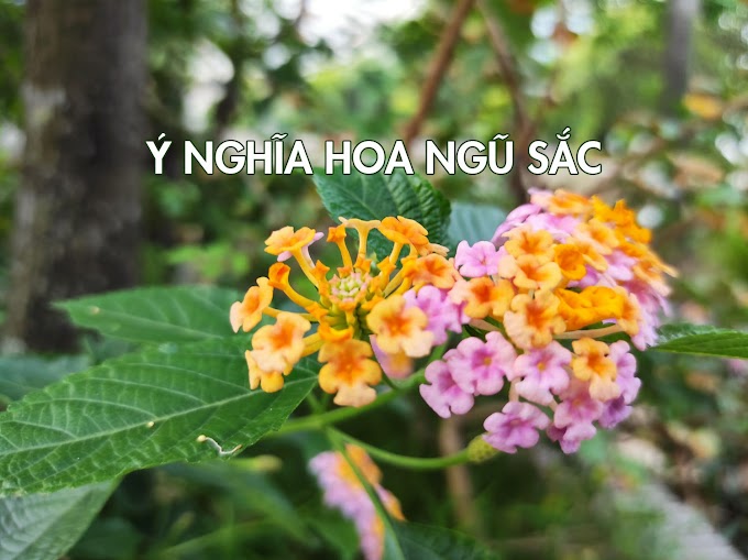 Ý nghĩa hoa Ngũ Sắc