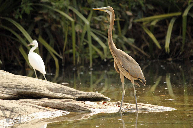 Purple Heron