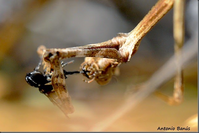 9B_DSC6331x1