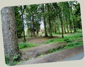 Amongst the trees in Balloch Park