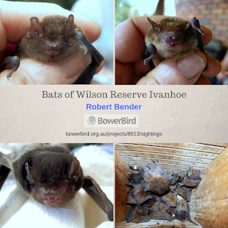 Bats of Wilson Reserve Ivanhoe