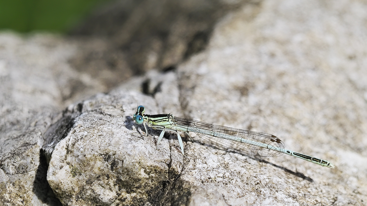 Platycnemis latipes
