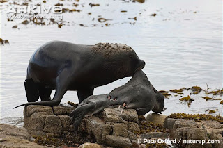 elephant seal