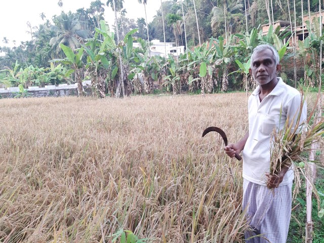 വേനൽമഴയെ അതിജീവിച്ച നൂറുമേനി