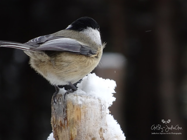 Newfoundland Birds