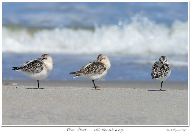 Crane Beach: ... while they take a nap...