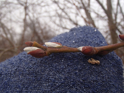 grzyby zimowe, grzybobranie w zimie, grzyby w lutym, trzęsak pomarańczowożółty Tremella mesenterica, uszak bzowy Auricularia auricula-judae,  płomiennica zimowa, zimówka Flammulina velutipes  