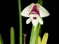 Polystachya vulcanica orchid plant care and culture