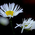 Blumenbilder und Tiefenschärfe - am Bahndamm