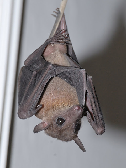 Cave Nectar Bat - Eonycteris spelaea