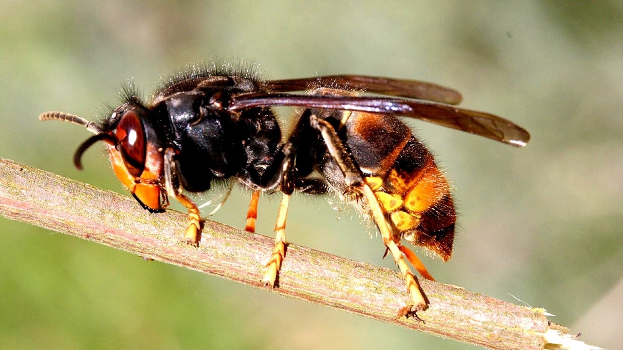 Hornet - Most Dangerous Wasp