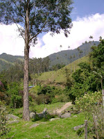 Green Cocora with wax palms in the background