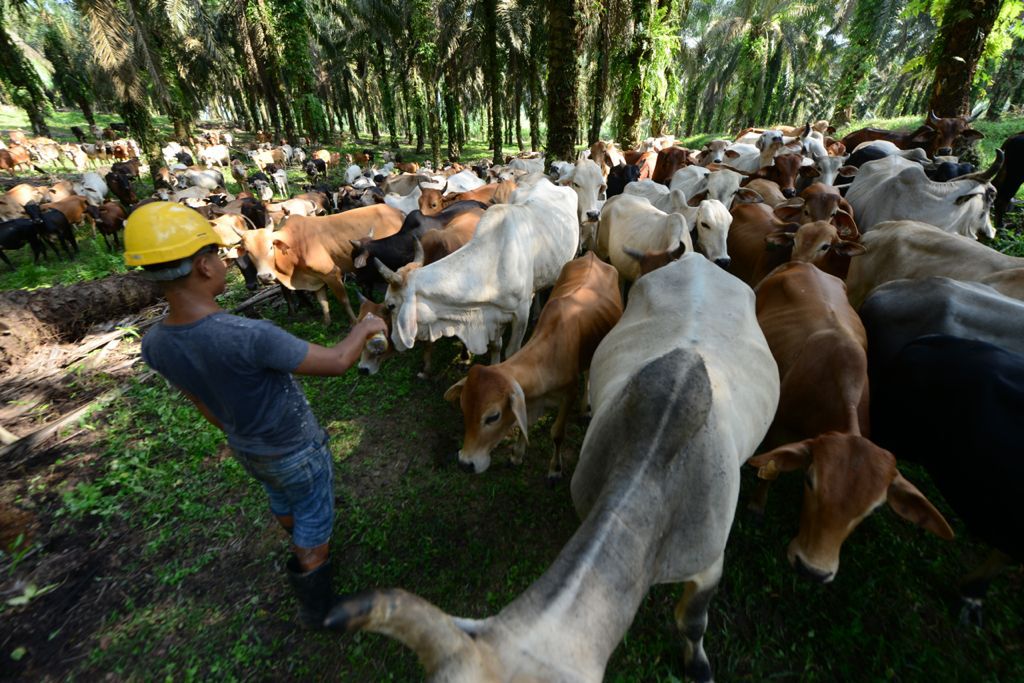 KULIM (MALAYSIA) BERHAD RAI ULANG TAHUN KE-88, BAKAL PENERAJU AGRIBISNES MENJELANG 2025