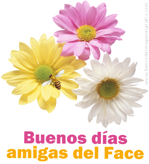 Banco De Imagenes Mensajes Para El Face Feliz Domingo