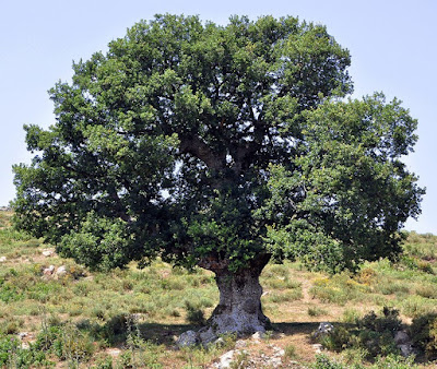 سنديان Quercus ilex
