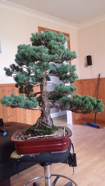 JWP bonsai, styling white pine bonsai, japanese white pine, bonsai