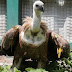 У зоопарку в Києві з’явилися рідкісні птахи
