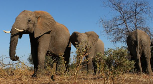 Elephant trophy decision faces pushback from some Trump allies