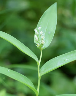 Smilacine étoilée - Maianthemum stellatum