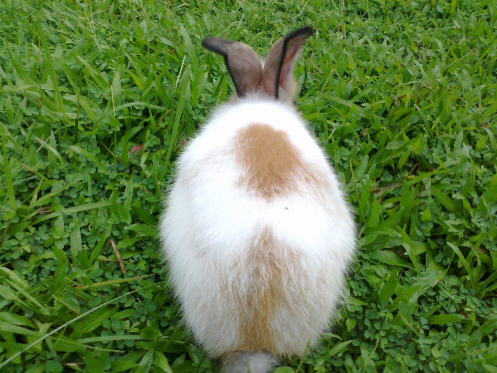 cara cepat penggemukan sapi lokal