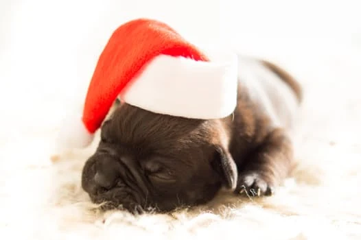 Holiday Safety Tips for Dogs