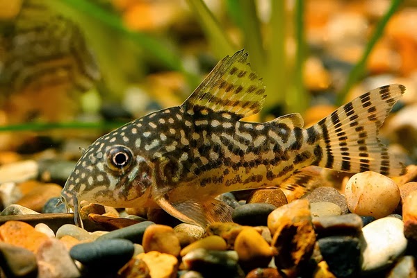 Budidaya Ikan  Corydoras  Akuarium Ikan  Hias 