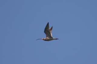 Curlew