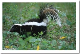 skunk